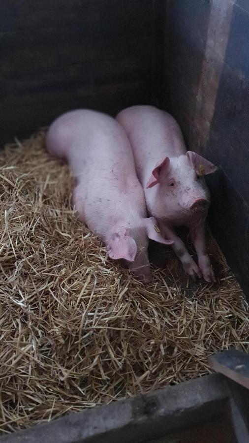 Hinterreithlehen - Ferienwohnung Am Bauernhof Mittersill Esterno foto