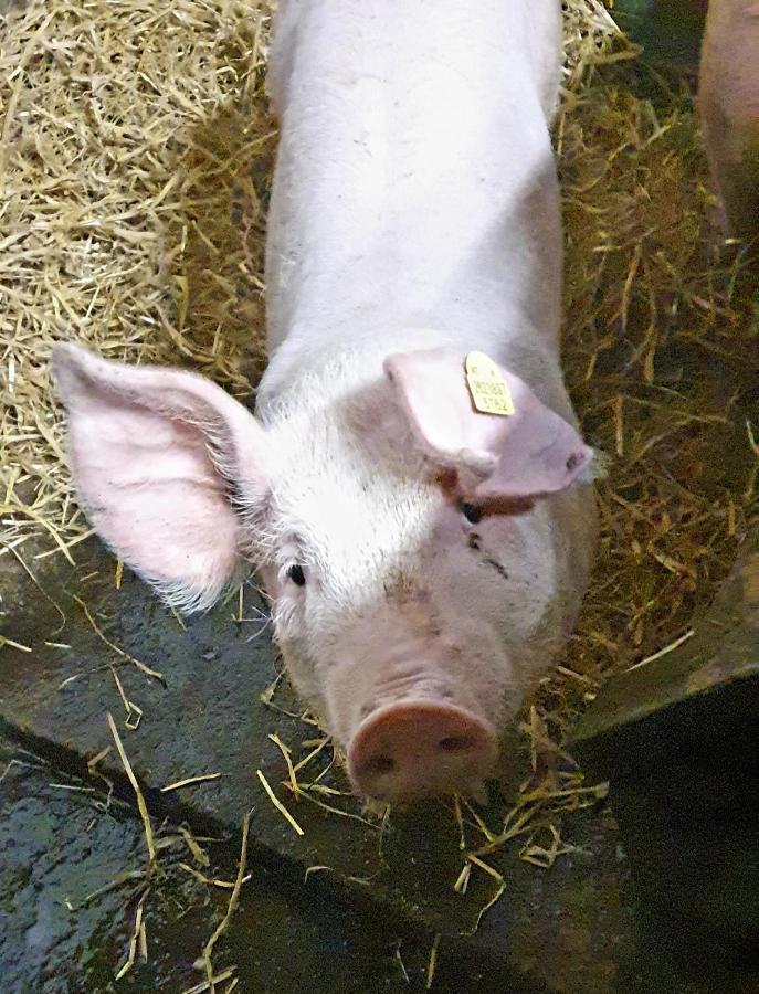 Hinterreithlehen - Ferienwohnung Am Bauernhof Mittersill Esterno foto