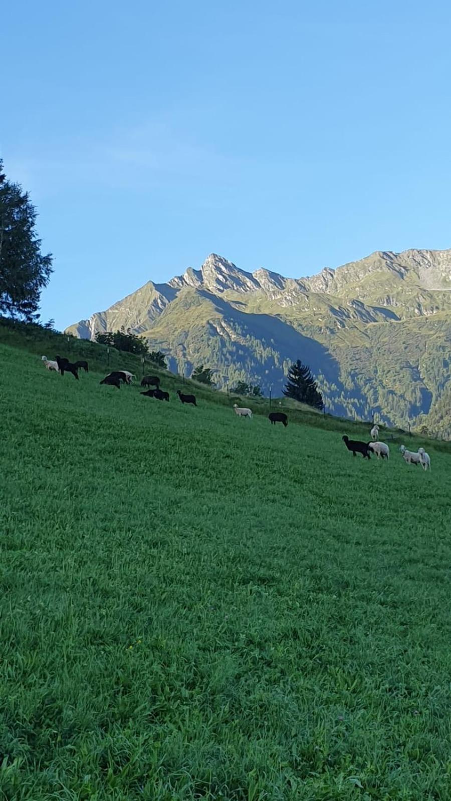 Hinterreithlehen - Ferienwohnung Am Bauernhof Mittersill Esterno foto