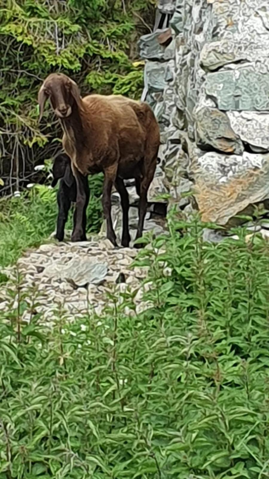 Hinterreithlehen - Ferienwohnung Am Bauernhof Mittersill Esterno foto